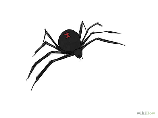 How to Draw a Spider | Find Exact Answers