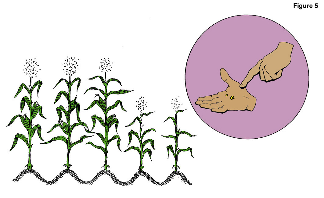 Agronomy - Seed Quality and Quantity : Benson Institute