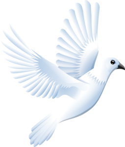 White Dove clip art - vector clip art online, royalty free ...