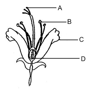 Diagram Of Flower Reproductive System - ClipArt Best