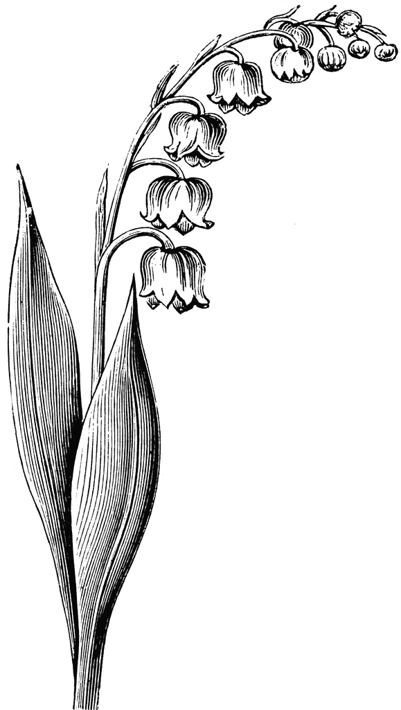 Lily Of The Valley Clip Art - ClipArt Best