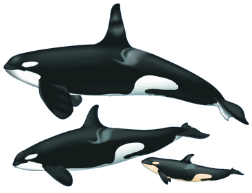 Orca Drawing - ClipArt Best