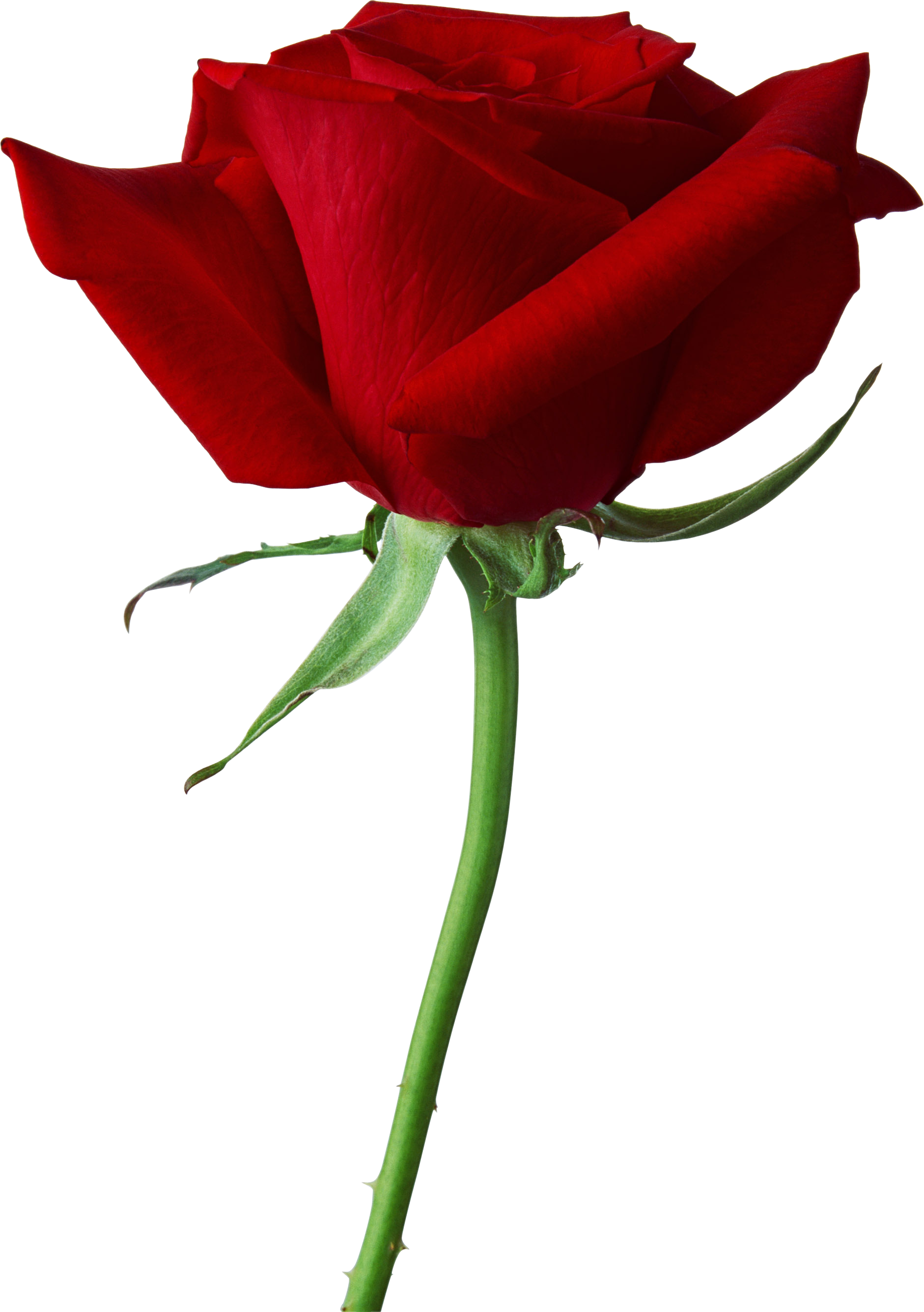 Rose PNG flower images, free download