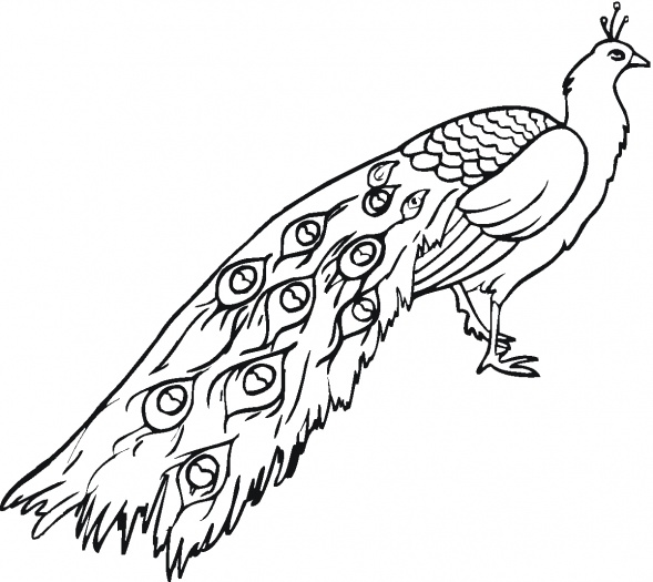 Peacocks coloring pages | Super Coloring