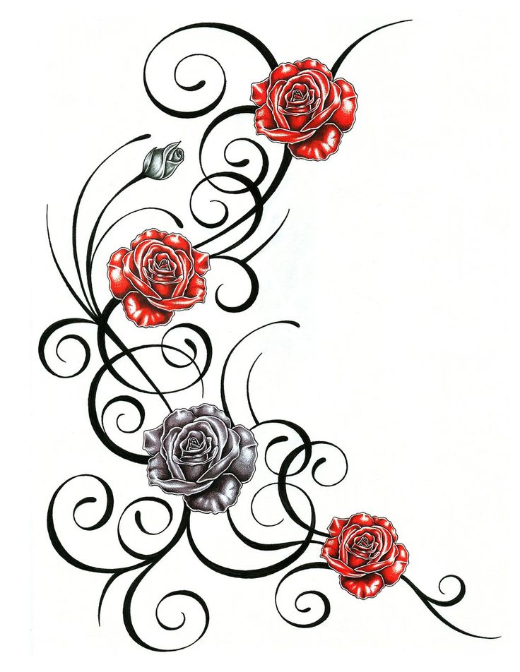 sketches of roses and vines