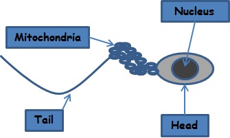 Egg Sperm and Mitochondria | LHON Global