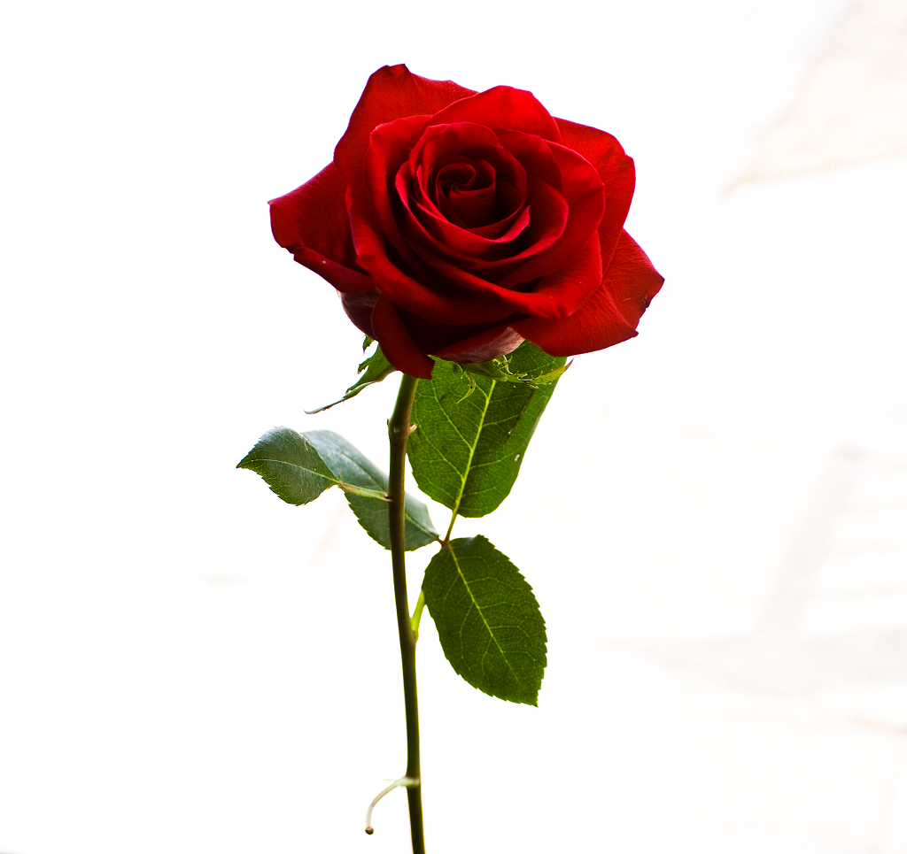 Single Red Rose Stem Clipart Best