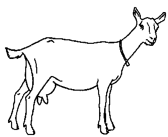 goat drawing outline