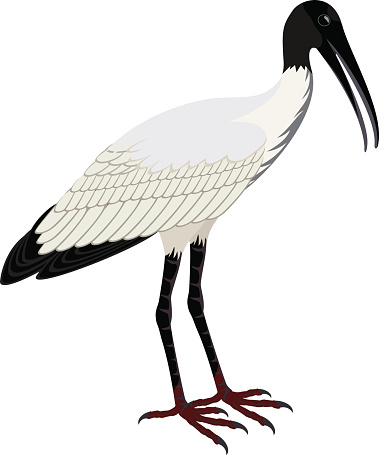 Wood Stork Clip Art, Vector Images & Illustrations