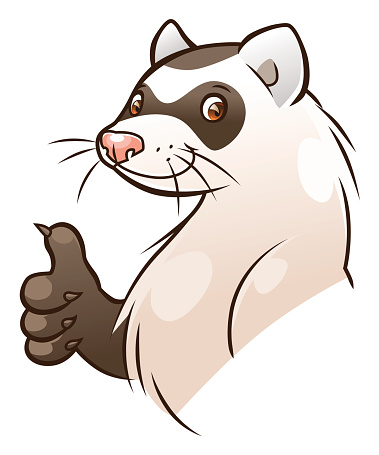 Ferret Clip Art, Vector Images & Illustrations