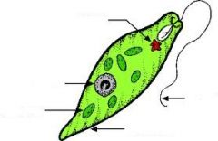 2011 Bio Lab Exam 1 Fall Flashcards - Cram.