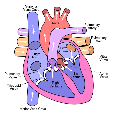 Down Wit Dat: Understanding Atrioventricular Septal Defect (