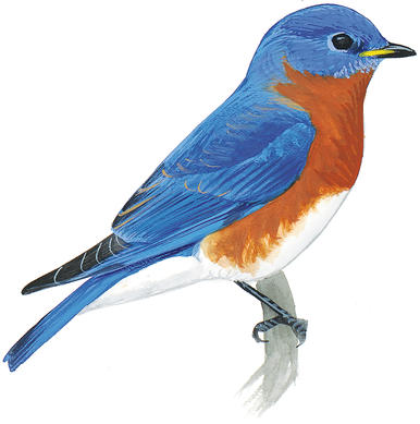 Welcome Bluebirds With Nestboxes | Audubon