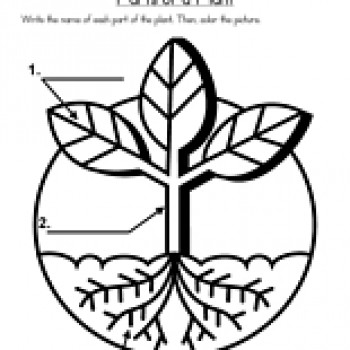 Parts of a Plant Worksheet | Have Fun Teaching