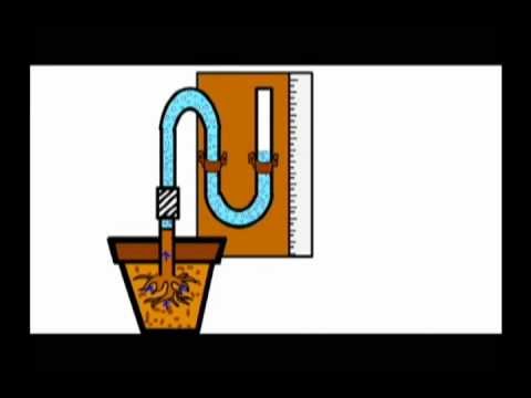 Root pressure animation - YouTube