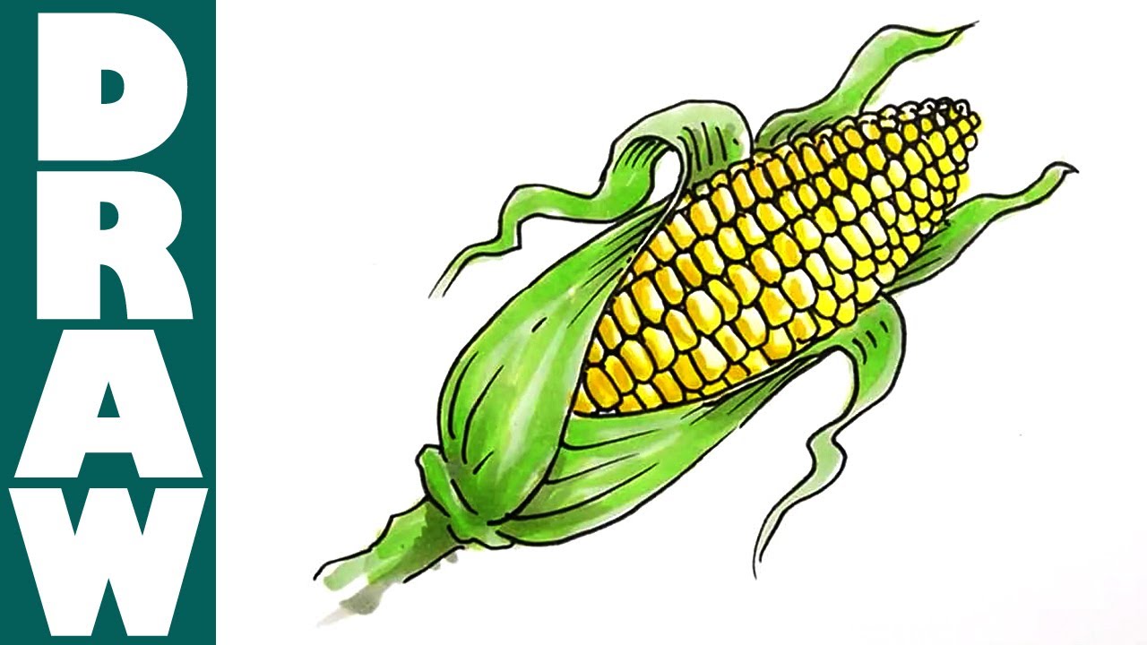 How to draw a Corn Cob - YouTube