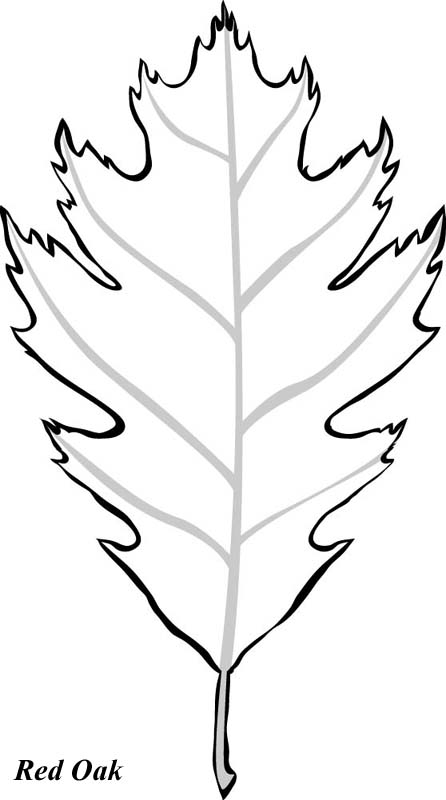 Oak Leaves Drawing - Free Clipart Images