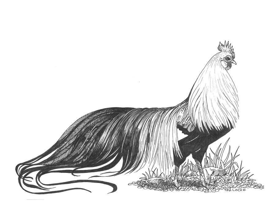 rooster drawings Gallery