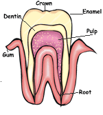 Teeth Facts - Dialogue for Kids (Idaho Public Television)