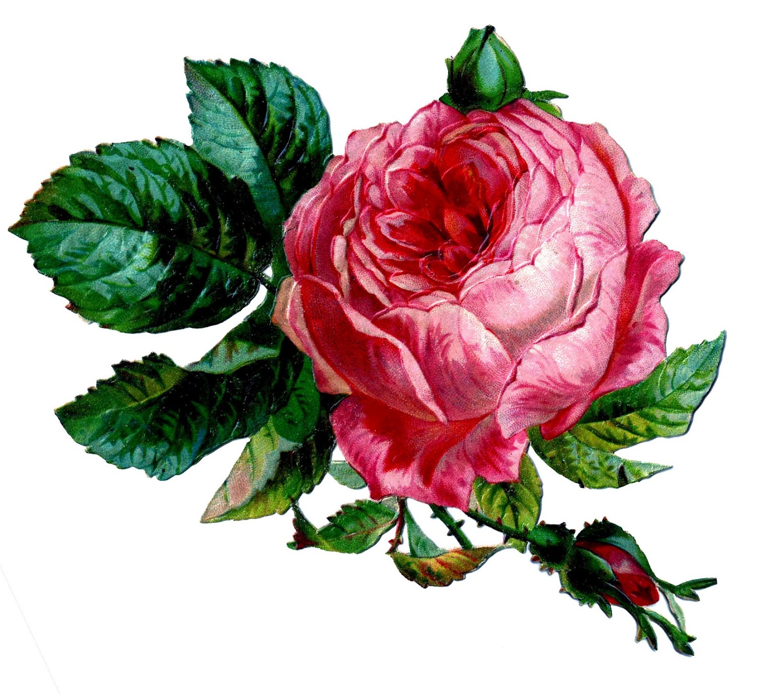 Red Rose Graphics Clipart - Free to use Clip Art Resource