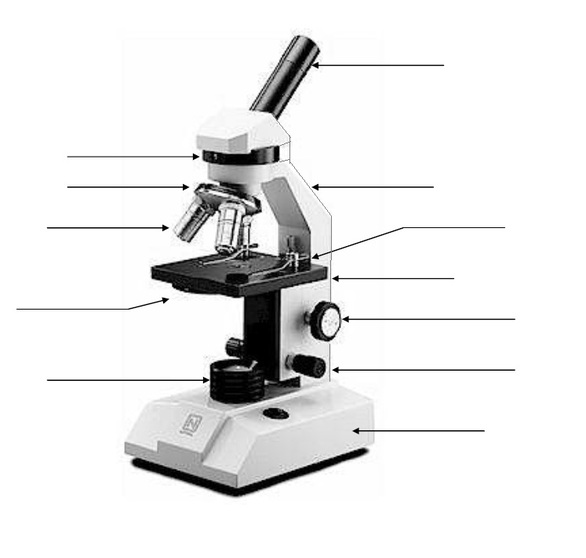 Collection of Label Microscope Worksheet - Bloggakuten