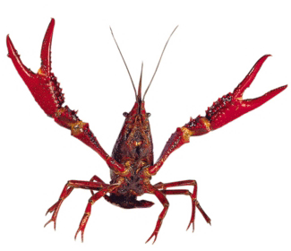 Crawfish Drawing - ClipArt Best