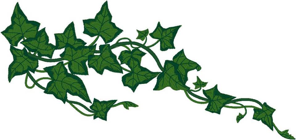 Ivy clipart free