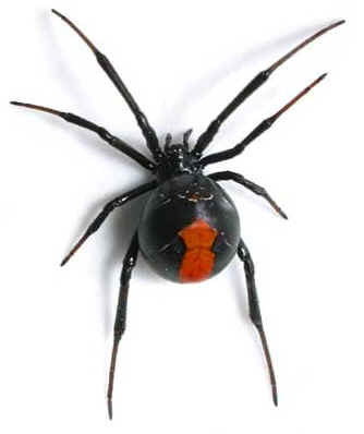 Black Widow Spider | Free Download Clip Art | Free Clip Art | on ...