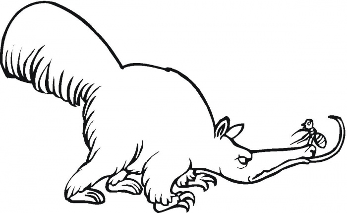 Anteater coloring pages | Super Coloring - ClipArt Best - ClipArt Best