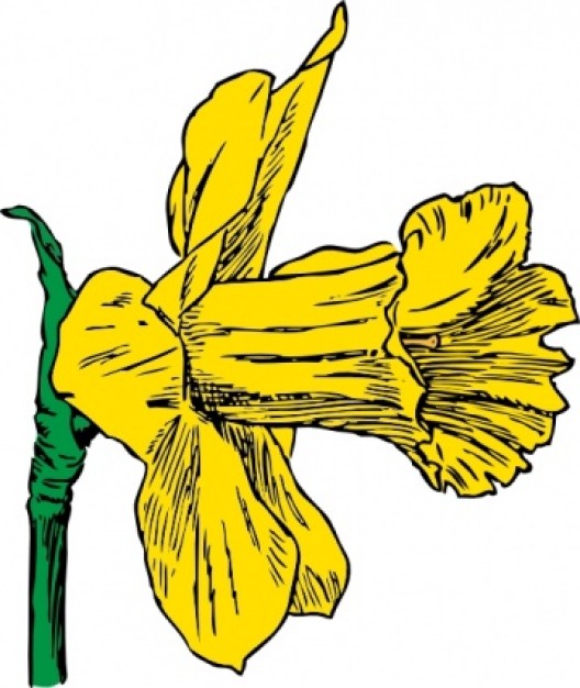 Daffodil clip art | Download free Vector