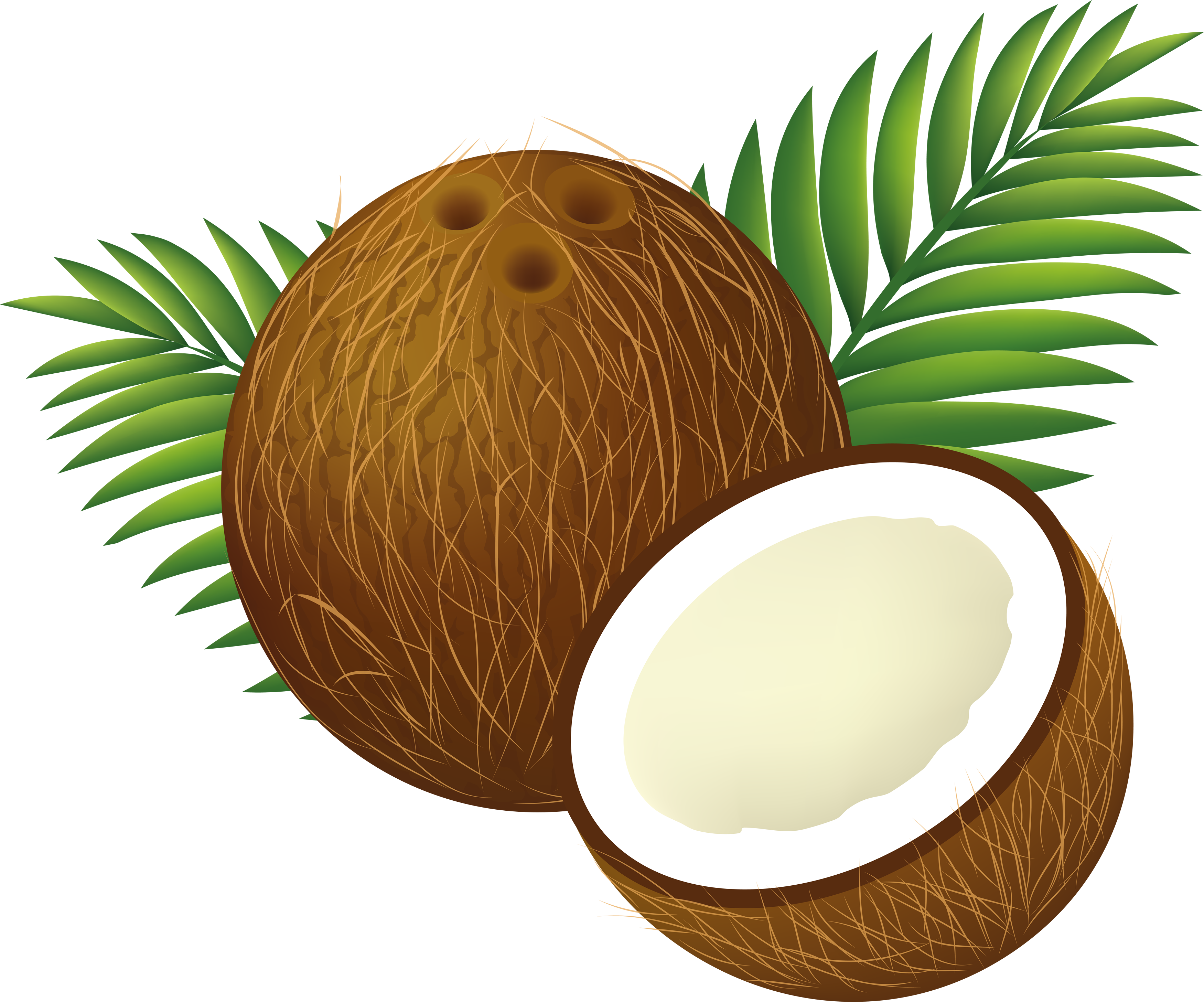 File:Coconut Clipart Cartoon.png