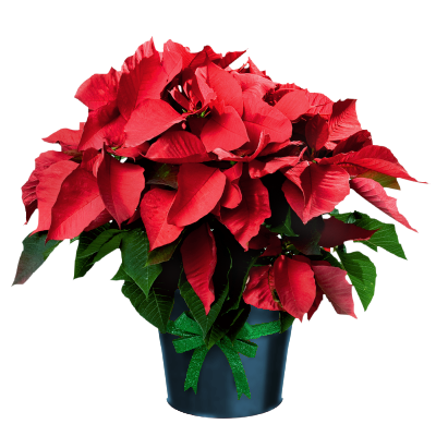 Christmas Poinsettia Clipart