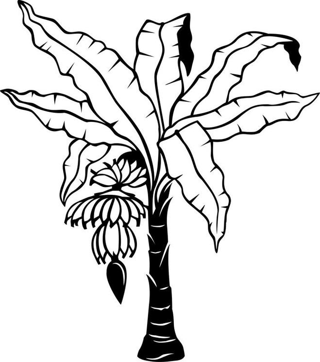 Dogwood Tree Drawing Clipart - Free to use Clip Art Resource
