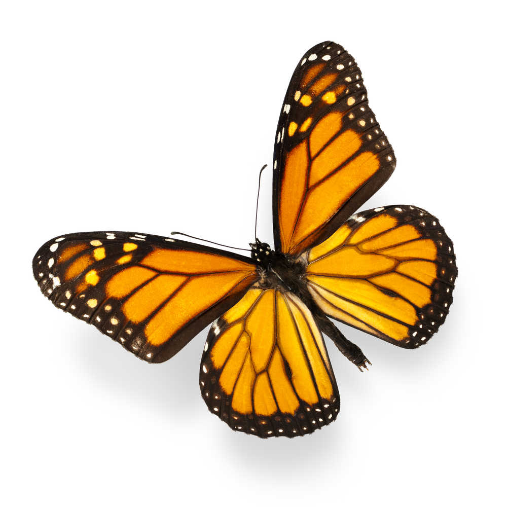 Workshop to explore monarch butterfly | amarillo.com