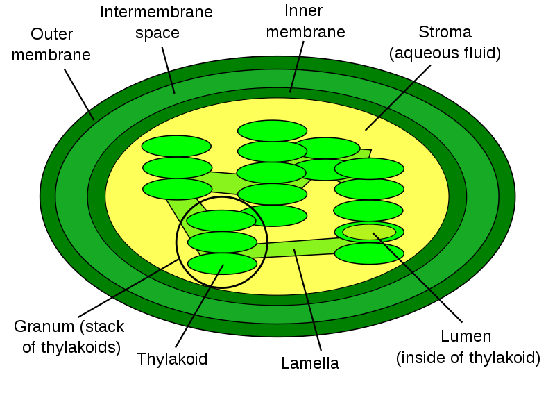 Chloroplast Diagram Simple - Juanribon.com