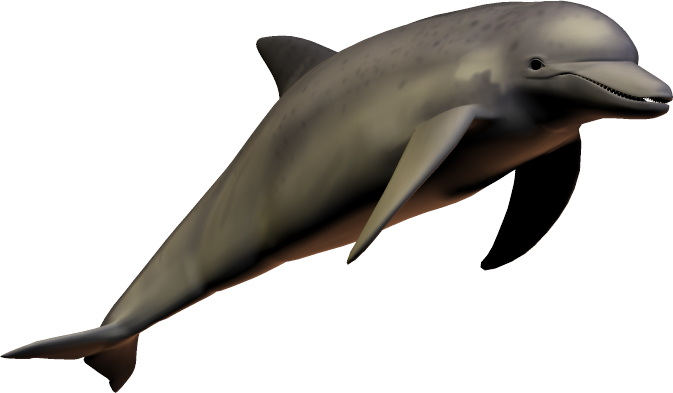 dolphin_PNG9127.png