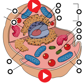 Remix of "Animal Cell Diagram" - ThingLink