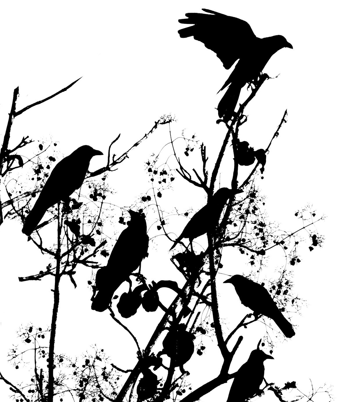 Image - Crows-in-tree-e1343676636120.jpg – Creepypasta Wiki