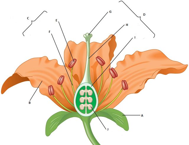 Flower Parts | Learn Korean, Parts ...