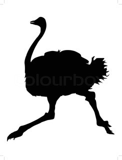 Ostrich | Vector | Colourbox