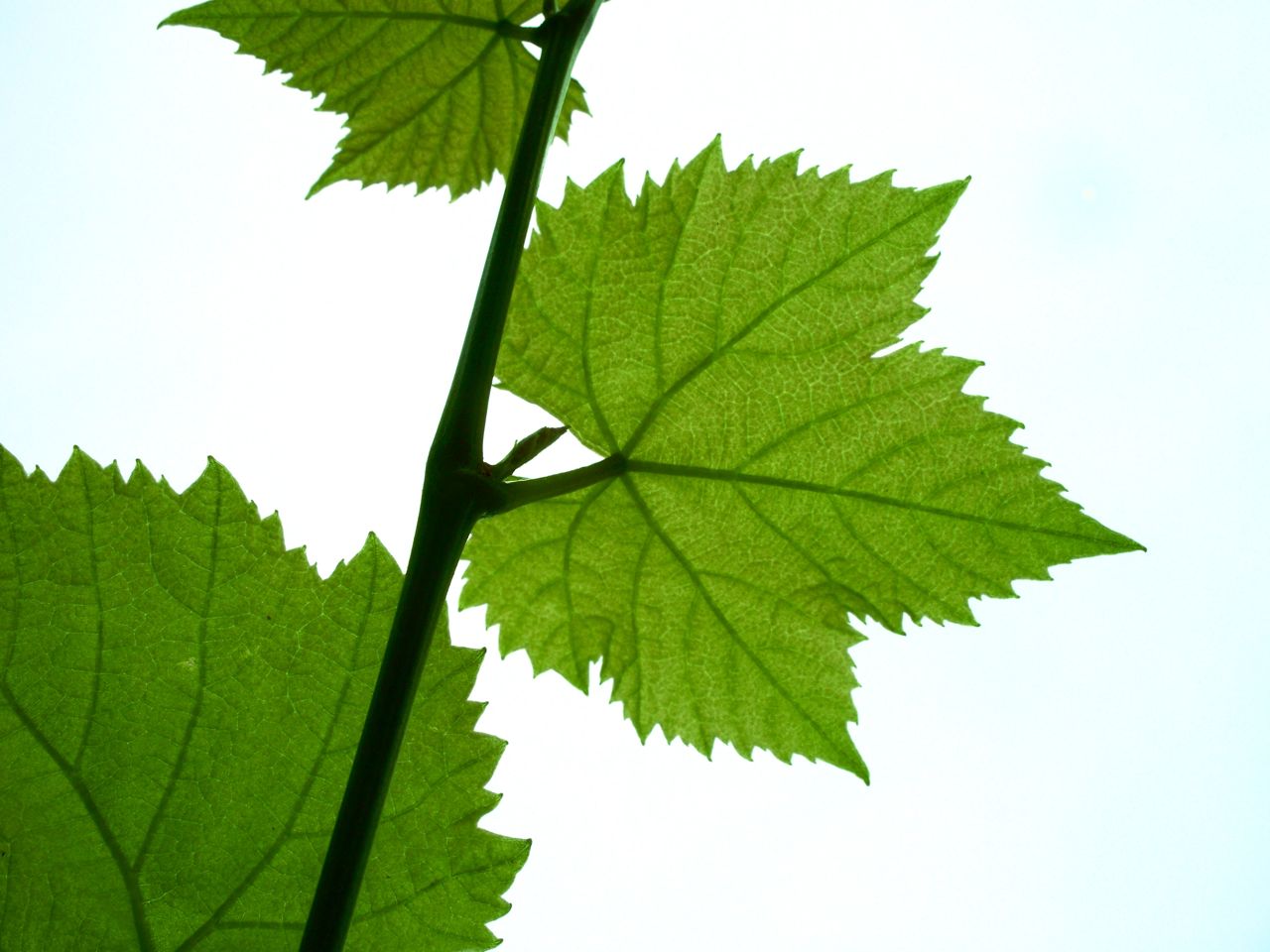 Grape Leaves Clipart