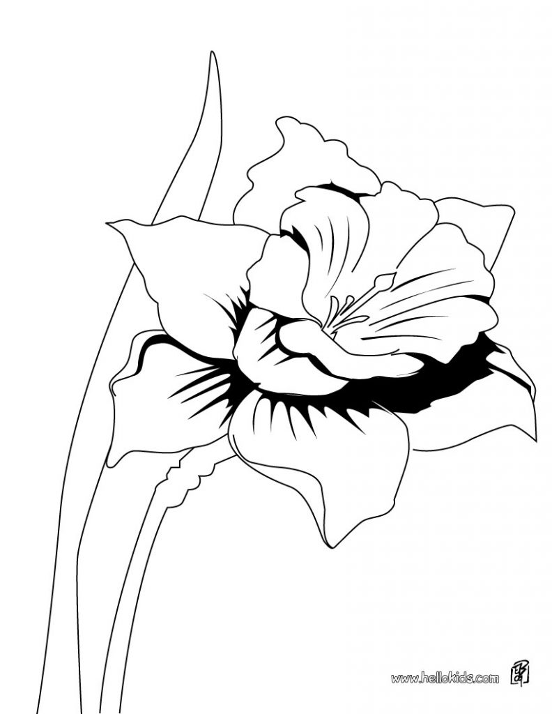 Daffodil Coloring Pages | Free Coloring Pages to Print