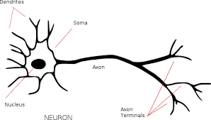 StudyMathOnline: NCERT Class 9 Science Chapter 6 Tissues