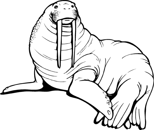 Walrus clipart pictures