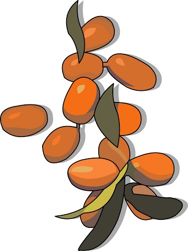 Dates Fruit Clipart