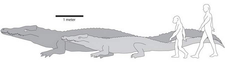 Largest known crocodile | wordlessTech