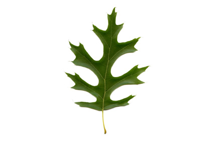 Trees | All About Oak Tree Leaves