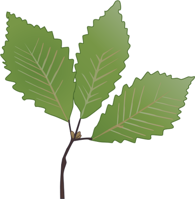 Oak Tree Leaf - ClipArt Best