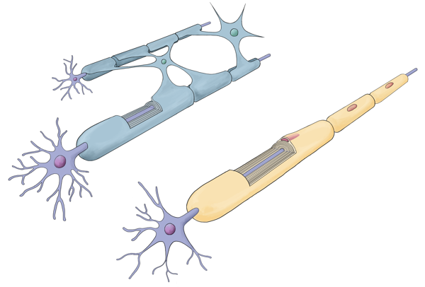 WIP - Cell Therapy Illustration on Behance