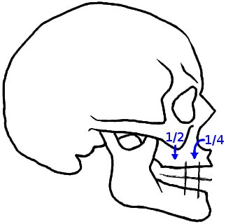 How to Draw a Skull in Profile